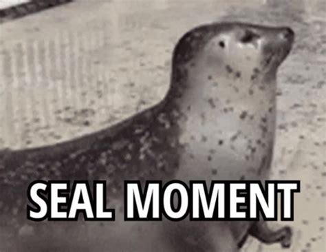 Happy Seal Gif