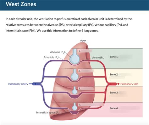 West Lung Zones Diagram | Quizlet