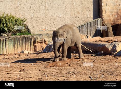 Elephants at Chester Zoo Stock Photo - Alamy