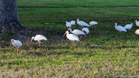 Everglades National Park | FLAMINGO CAMPGROUND