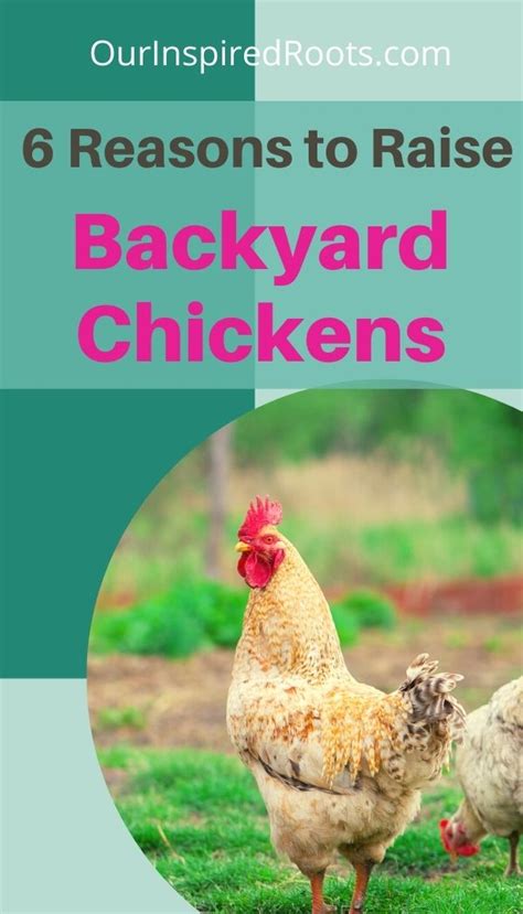 6 Reasons To Keep Backyard Chickens (And 1 Reason Not To)