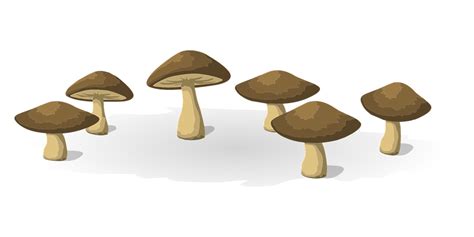 Mushrooms Vegetables Food · Free vector graphic on Pixabay