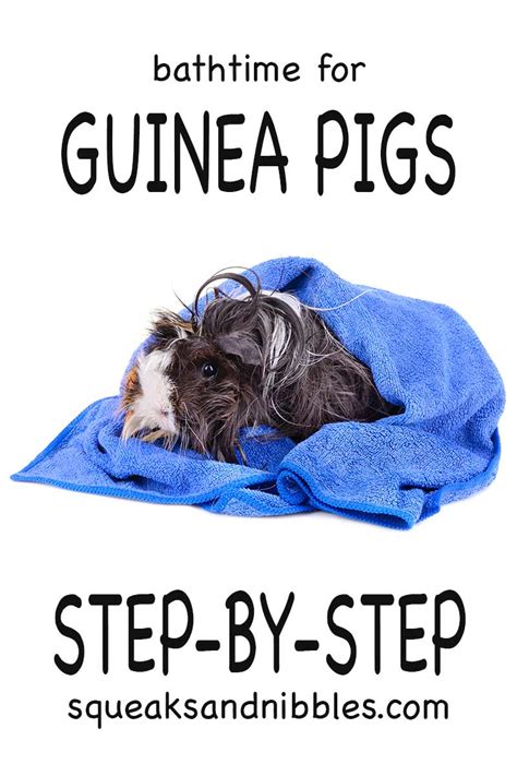 Can You Give Guinea Pigs A Bath - Top Tips And Step By Step Guide