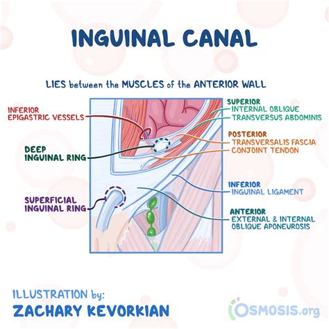 Superficial Inguinal Ring