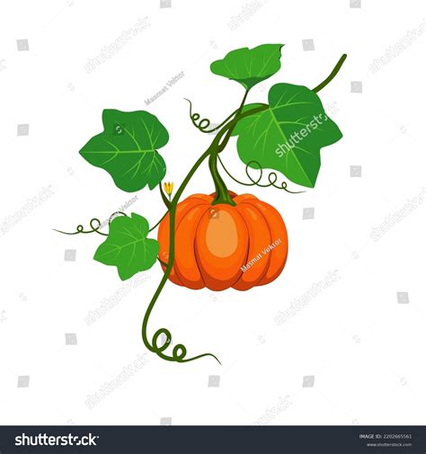 476,754 Pumpkin Leaves Images, Stock Photos, 3D objects, & Vectors ...