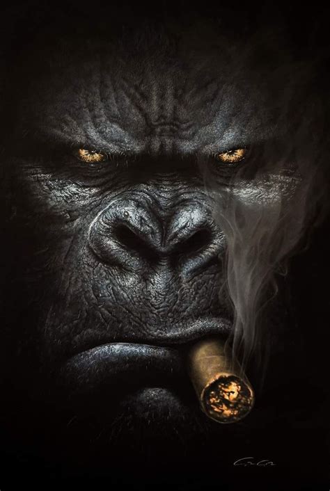 Gorilla Wallpaper, Monkey Wallpaper, Skull Wallpaper, Animal Wallpaper ...