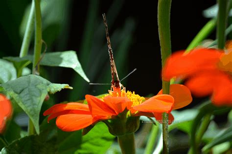 Powell Gardens Butterfly Festival Kansas City