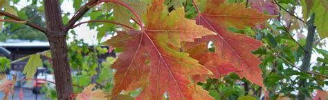 Acers - Fall Color | Portland Nursery