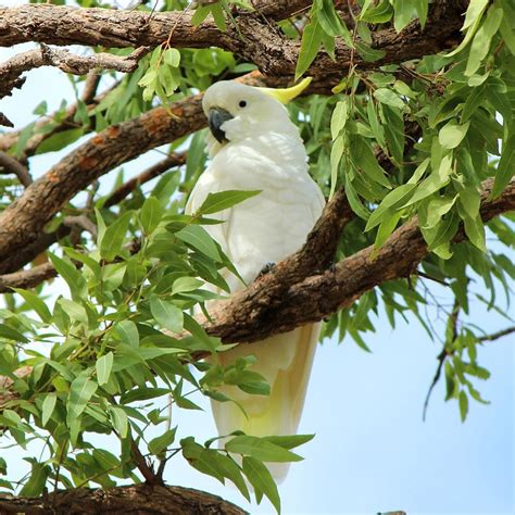 White Cockatoo Dreaming | Global Contact Bookstore