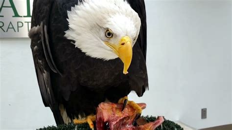 What Do Bald Eagles Eat