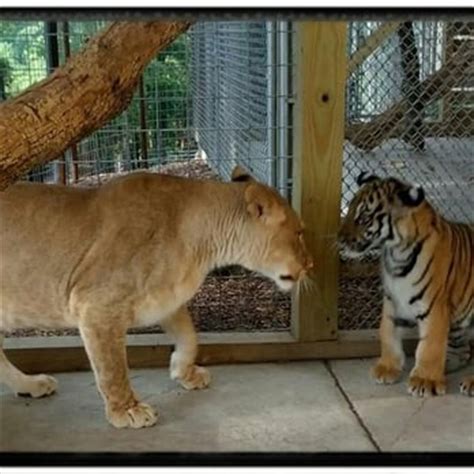 Branson’s Promised Land Zoo - Zoos - Branson, MO - Reviews - Photos - Yelp