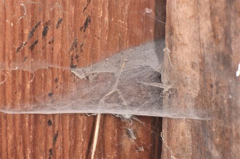 funnel weavers (Family Agelenidae) | spidersrule