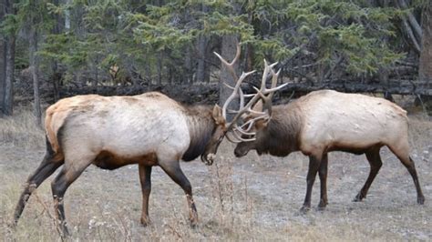 Elk get 'hazed' out of Banff National Park | CBC News