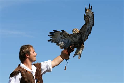 Falconry » Definition, History, Fun Facts - Bird Buddy Blog