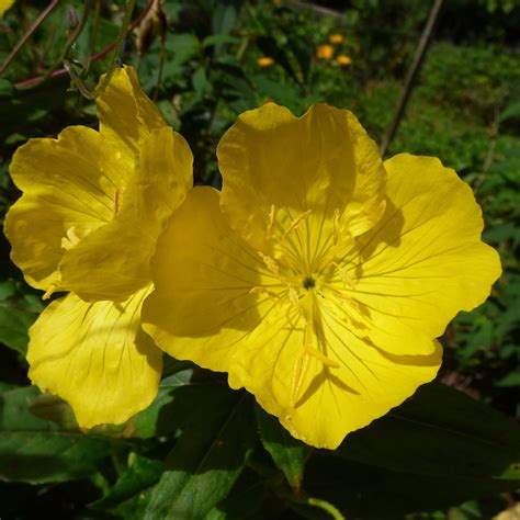 Sundrop Evening Primrose - Tree Frog Farm | Flower Essences | Aromatherapy