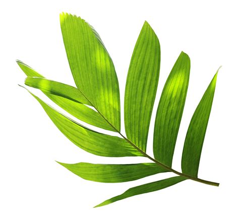 tropical nature green palm leaf pattern 15096630 PNG