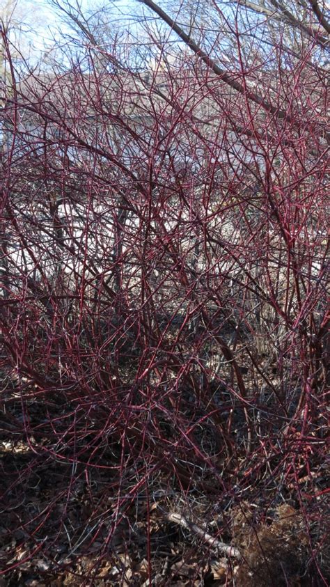 red-willow-shrub – Tree Pictures BLog