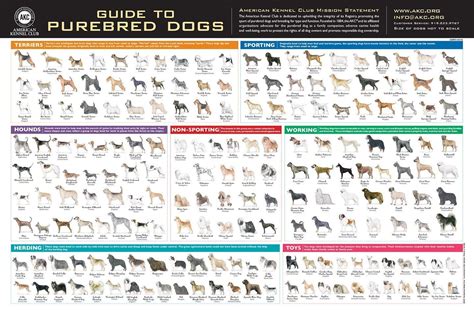 AKC Breeds Poster | Akc breeds, Purebred dogs, Akc dog breeds