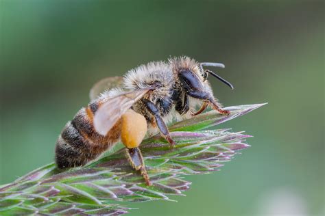 European honey bee | macro photography of European honey bee… | Wide_Lab | Flickr