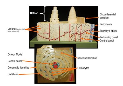 Bone Model Labeled - Bing Images | Anatomy and physiology, Medical ...