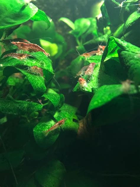 My wife’s Red Cherry Shrimp Aquarium | Cherry shrimp, Red cherry shrimp, Cute fish