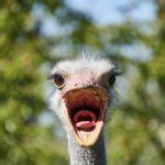 Screaming Ostrich Meme Generator - Imgflip