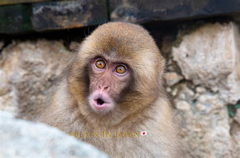 A Lone Baby Snow Monkey - Blain Harasymiw Photography