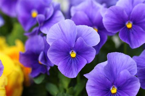 Un Fiore Blu Violetto : La Foresta Violetta Che Rapisce Occhi E Cuore Tutta La Bellezza Di ...