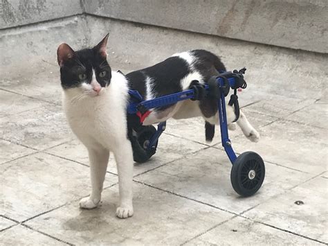 Walkin’ Pets Mini Wheelchairs for Dogs & Cats – Oliver Pet Care Solutions Pvt. Ltd.