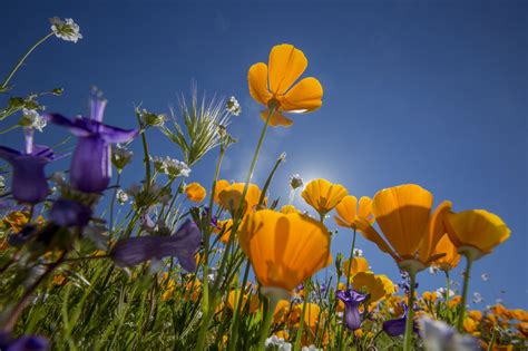 Wildflower Bloom Carpets Southern California in Vivid Color - NBC News