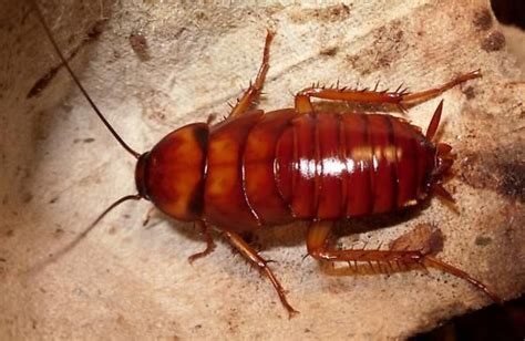 Periplaneta americana american cockroach | arthropod life list | Pinterest