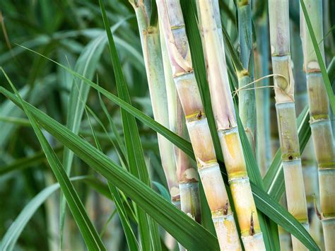 How to Plant and Grow Sugar Cane