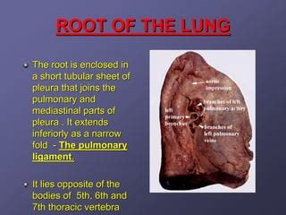 Lung anatomy. | PPT