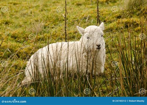 Welsh Lamb stock photo. Image of grass, young, reeds - 24740312