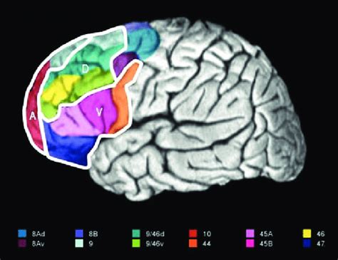 Diagram of the human prefrontal cortex (PFC; left lateral view). The ...