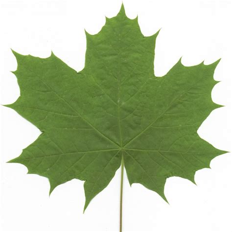 Bigleaf Maple | The Wood Database - Lumber Identification (Hardwood)