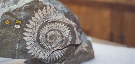 Mineral Monday: Helicoprion Fossil