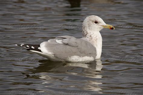 California Gull Pictures and Photos - Photography - Bird | Wildlife ...