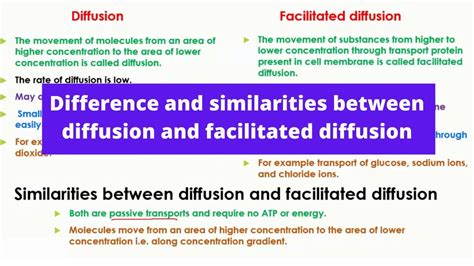 Simple Diffusion And Facilitated Diffusion Venn Diagram What