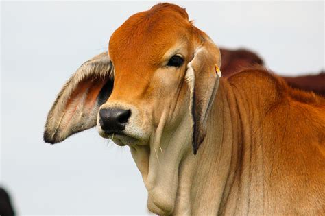 Brahman Show Cattle - Moreno Ranches