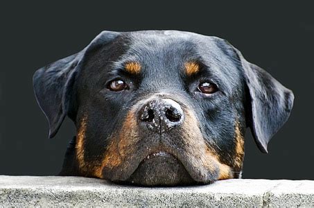 Royalty-Free photo: Adult Rottweiler laying on ground | PickPik