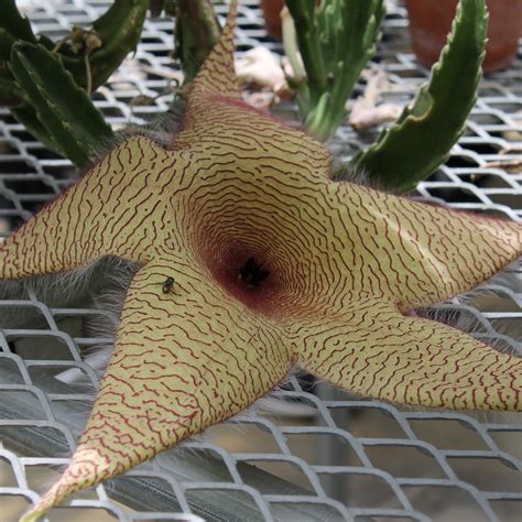 Stapelia gigantea: Stinky plants: Featured plants: Biology Building ...