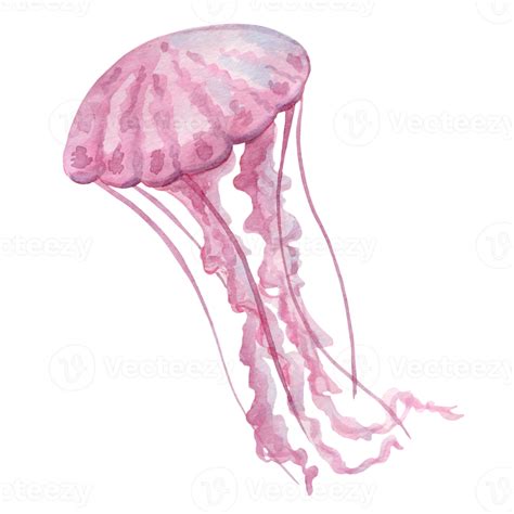 Light pink jellyfish with long tentacles, watercolor painting, hand ...