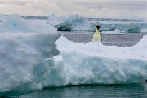 Antarctic ice melt harming emperor penguin chicks: study