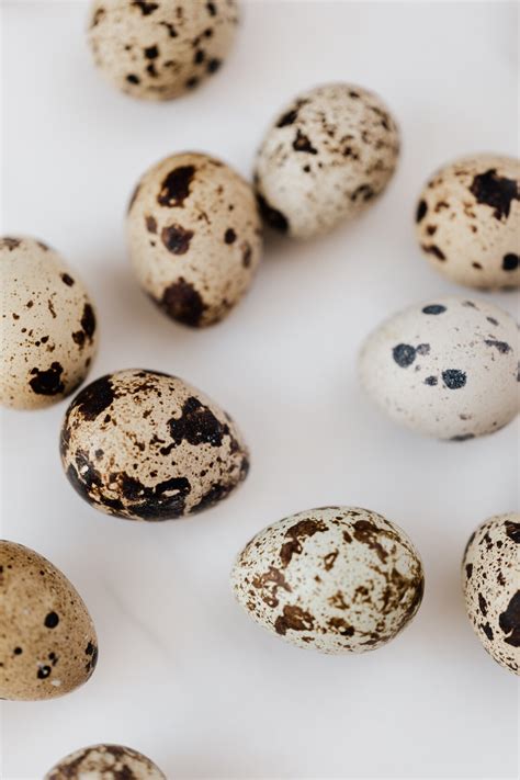 Fertilized Coturnix Quail eggs - K-Five Homestead & Farm