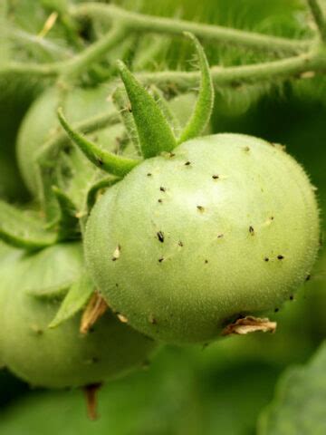 aphids and tomato plants Archives - Simple Garden Life