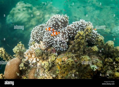 Coral reef on Andaman islands, India Stock Photo - Alamy