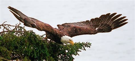 HD wallpaper: in distance photo of flying bald eagle, alaska, alaska ...