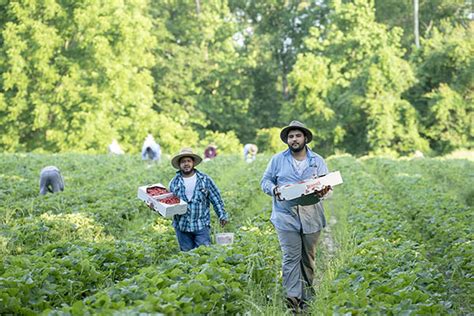 My Work Rights | Farm Workers