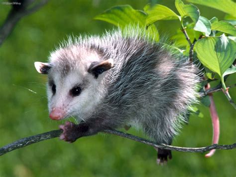 Virginia Opossum - It's Nature